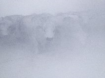 Snow Heifers