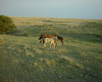 Flying S Ranch